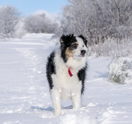 Tag hunden med på ski